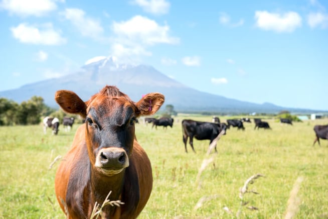 Solar power for dairy farms Uses, perks, and how to get started.jpg