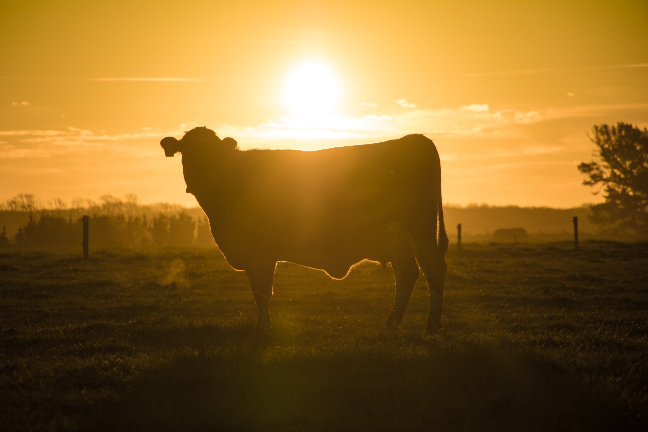 Why solar power for NZ farms makes total sense