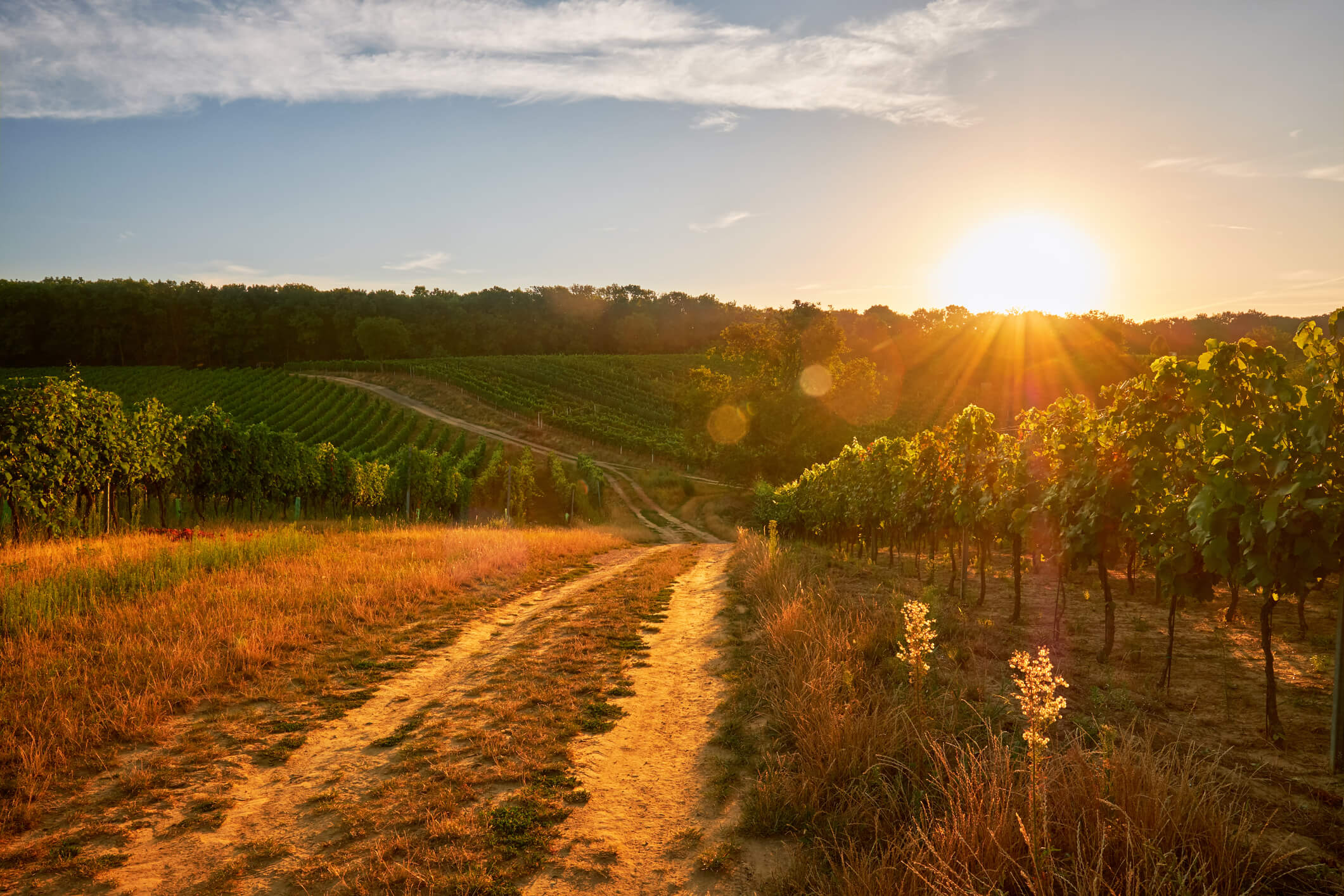 Solar power for NZ growers